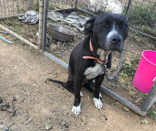 Moo moo found tethered to a cage